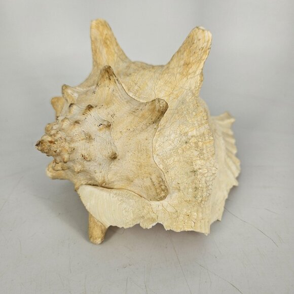 Large Natural Pink Queen Conch Sea Shell Coastal Beach Nautical Decor Tiki 7"x5" - Picture 3 of 13